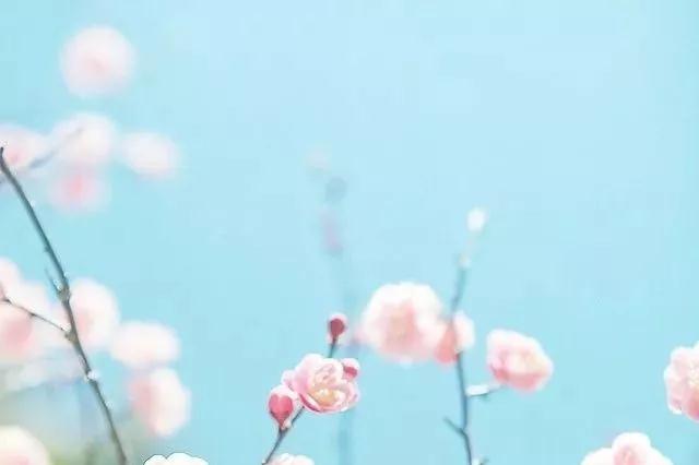 感悟花开